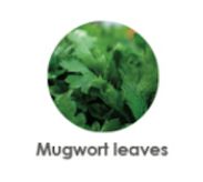 mugwort